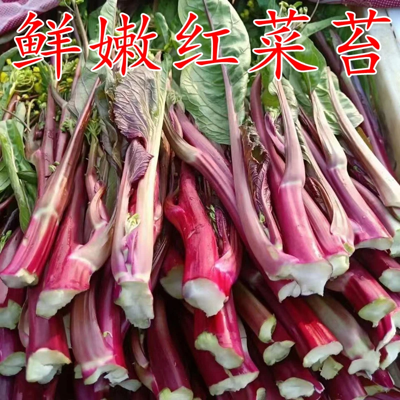 湖北新鲜红菜苔农家自种露天菜薹菜心时令蔬菜