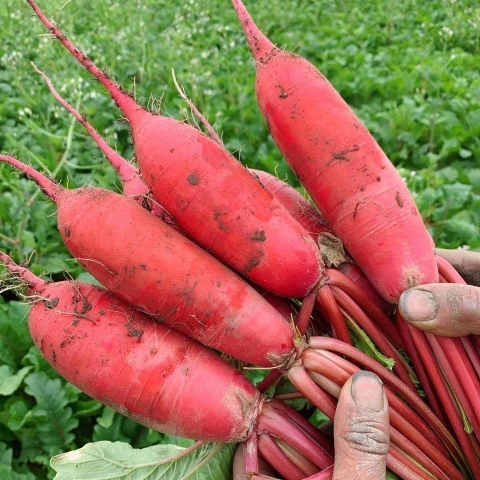【新上市】湖北红萝卜新鲜应季红皮白心萝卜泡菜腌菜水果时令蔬菜