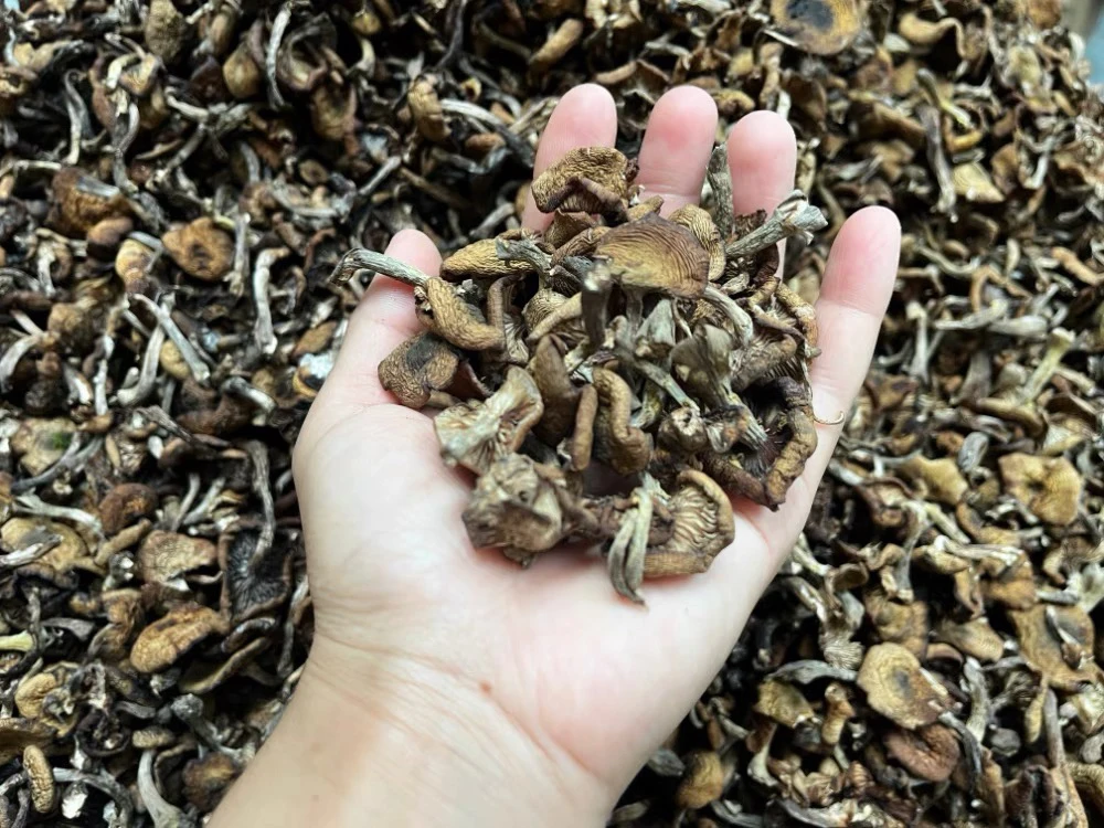 2025年东北野生榛蘑500g/袋 包邮