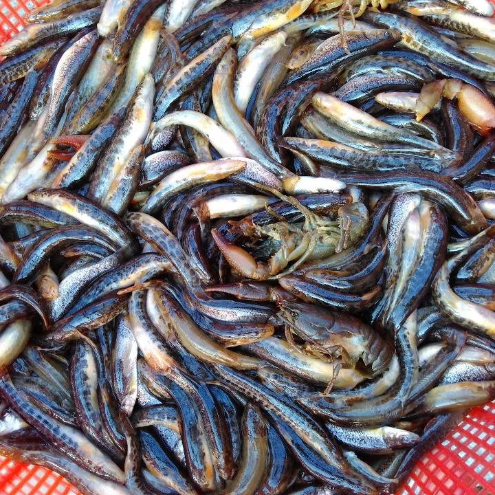 东北野生小河鱼河鲜花泥鳅包鲜不包活