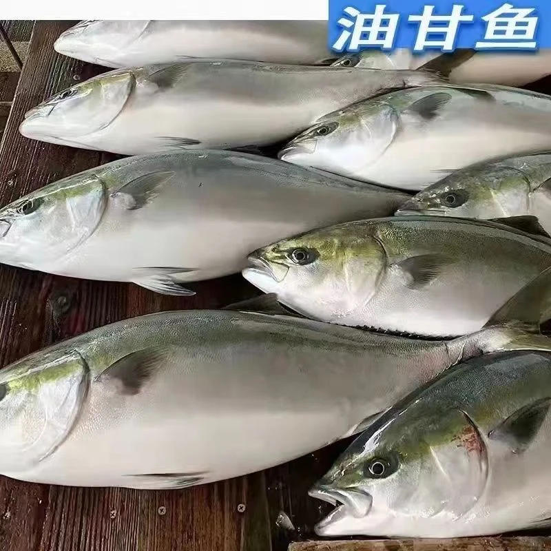 大海鱼黄金海钓黄鰤鱼青甘鱼 直播间现场切