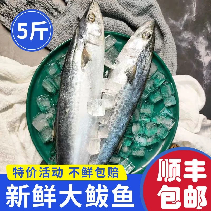 燕尾鲅鱼净重五斤发货 深海大鲅鱼顺丰包邮 急冻保鲜
