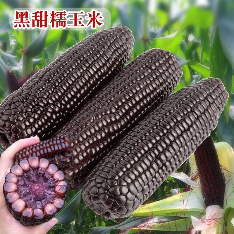 【种子】】蔬菜天然四季超甜黑甜糯玉米种子黑糯水果玉米