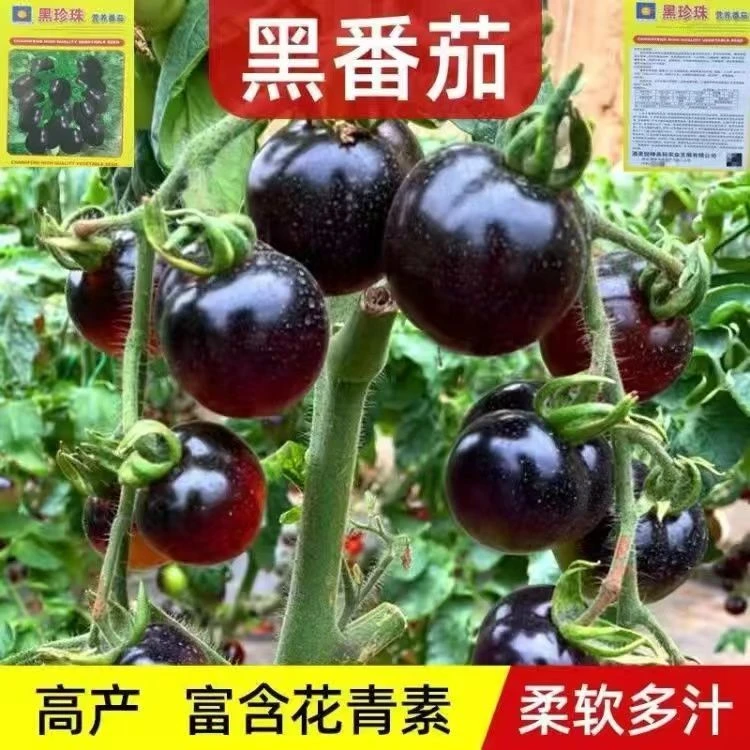 【新品浮力】黑珍珠西红柿种孑圣女果种籽小番茄种盆栽花盆种植