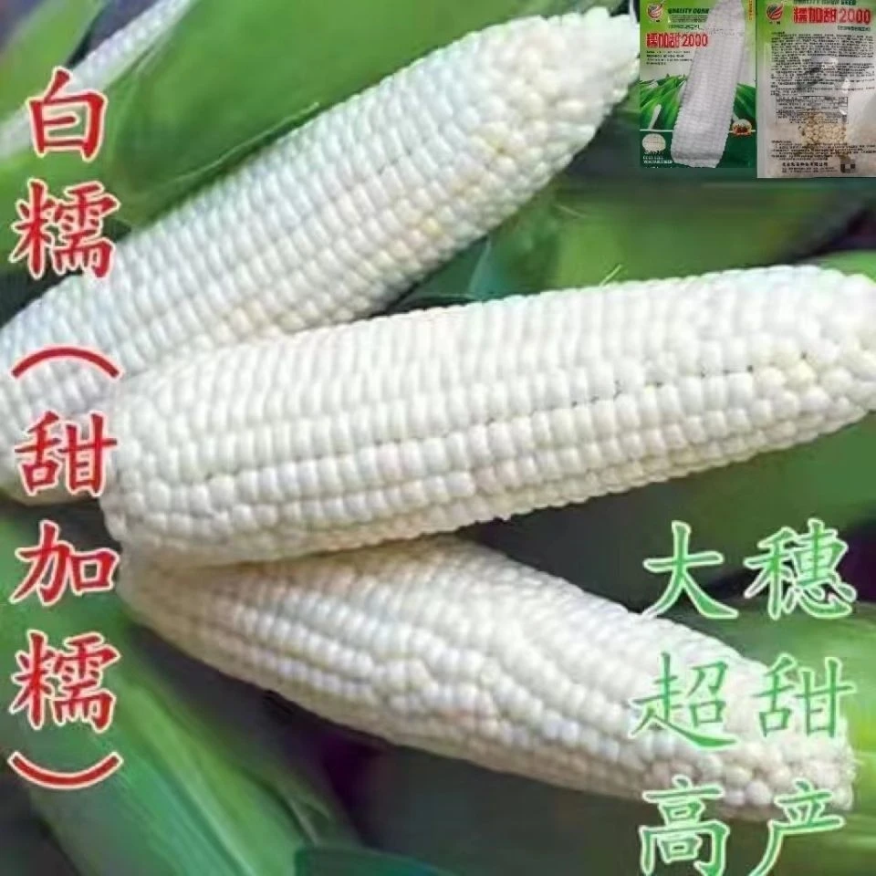 【不出包退】甜糯玉米种子大全四季春秋种植黏玉米非转基因杂交大