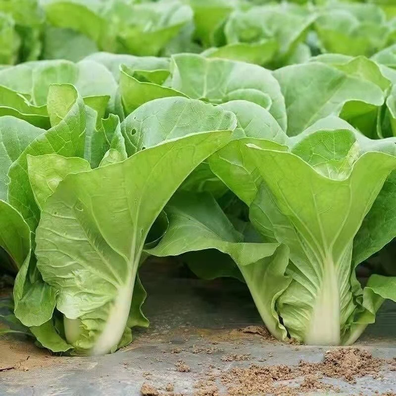 蔬菜25天速生快菜四季奶油小白菜鲜嫩阳台易四季籽
