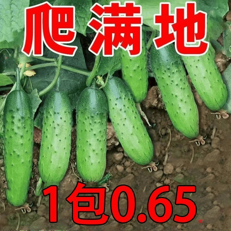 【当季新种】【不搭架】满地爬水果黄瓜种子四季庭院阳台蔬菜种小