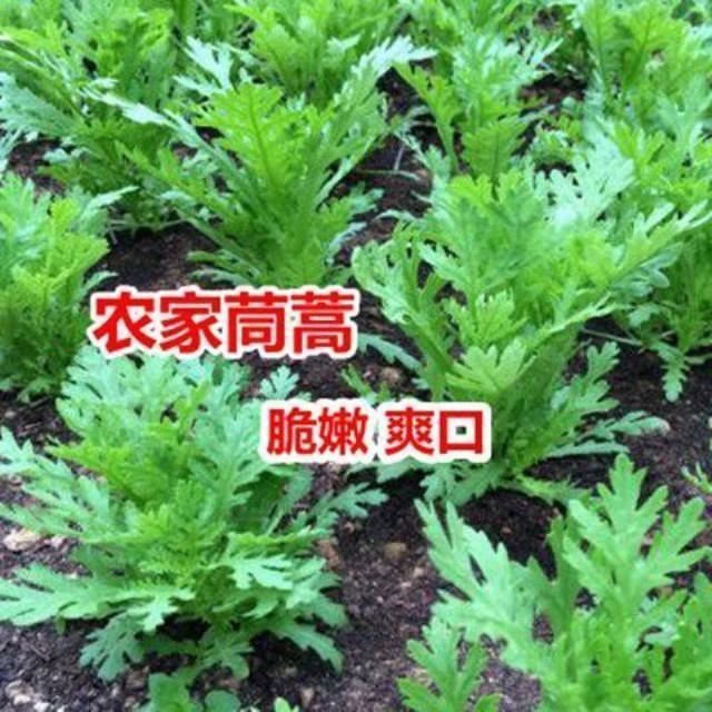 小叶茼蒿种子 光杆茼蒿菜 阳台四季蔬菜菜庭院种植