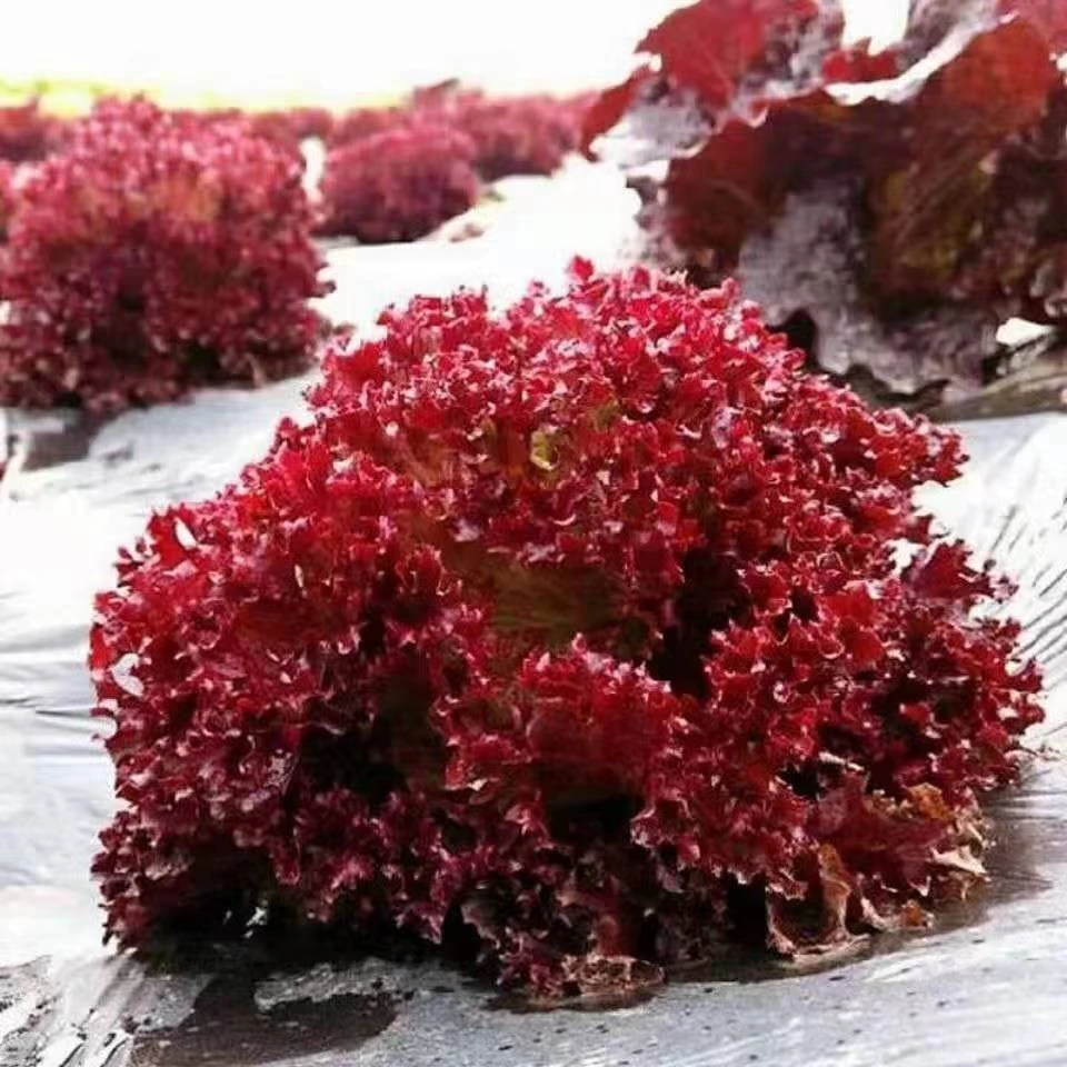 奶香紫叶生菜原装正品耐热耐寒生菜种子沙拉菜四季连续采收蔬菜籽
