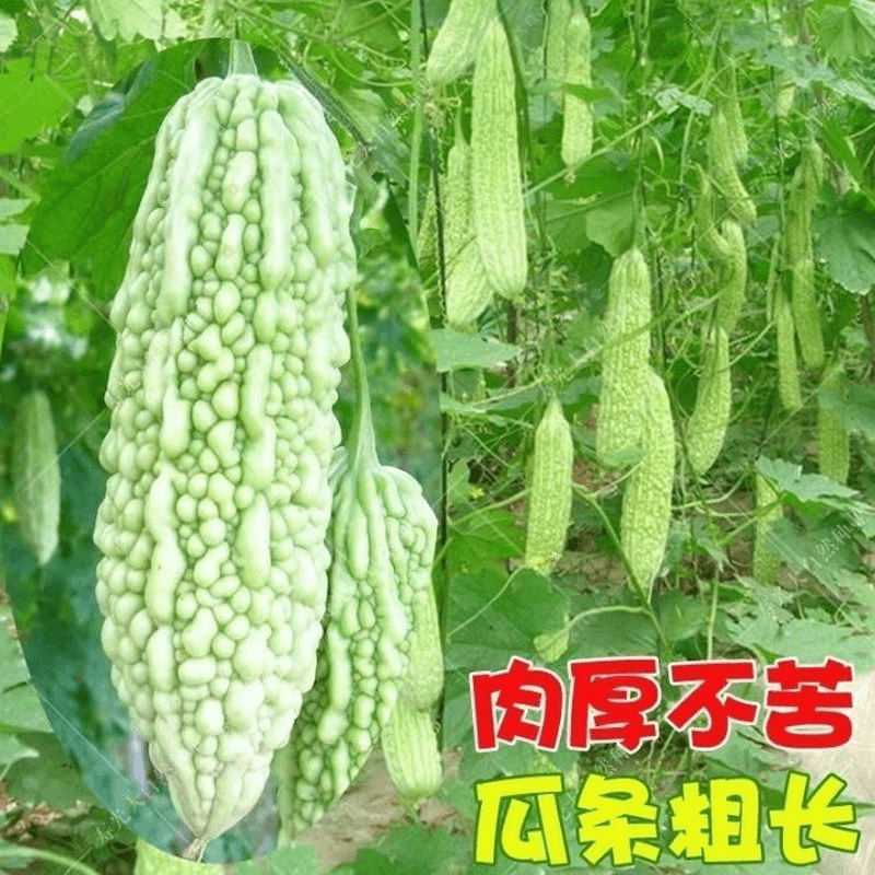 【满5包发货】高产长绿苦瓜种子早熟翠绿疙瘩绿苦瓜阳台菜籽
