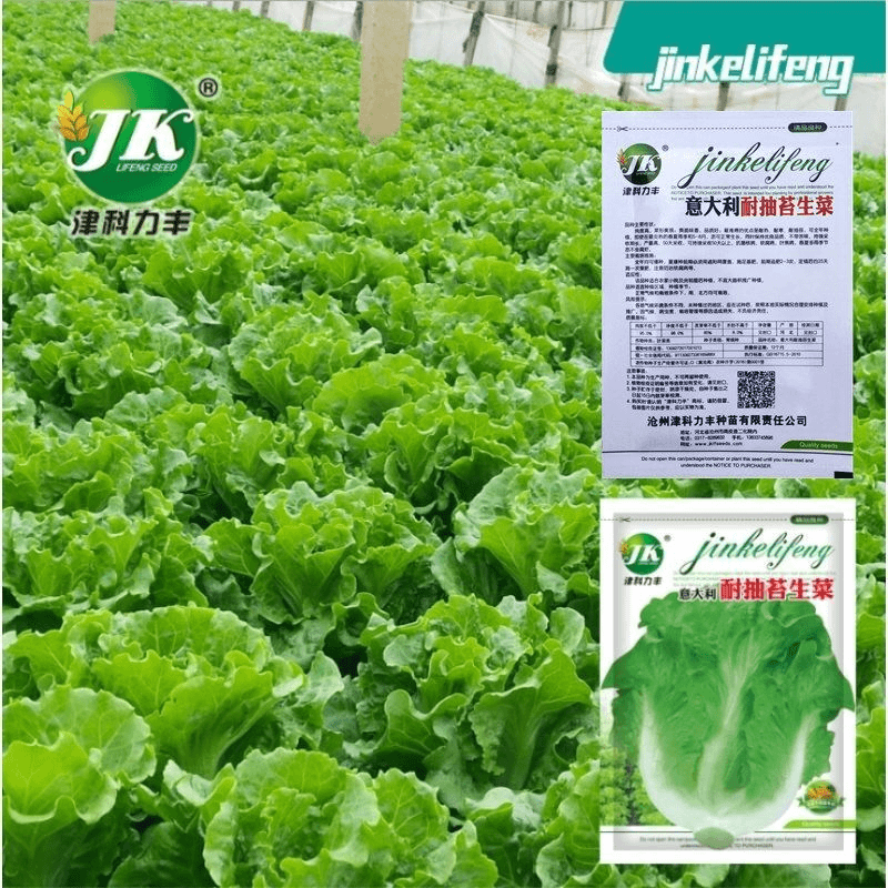 【不发芽包赔】意大利生菜种子阳台专用四季播种夏季蔬菜口感好
