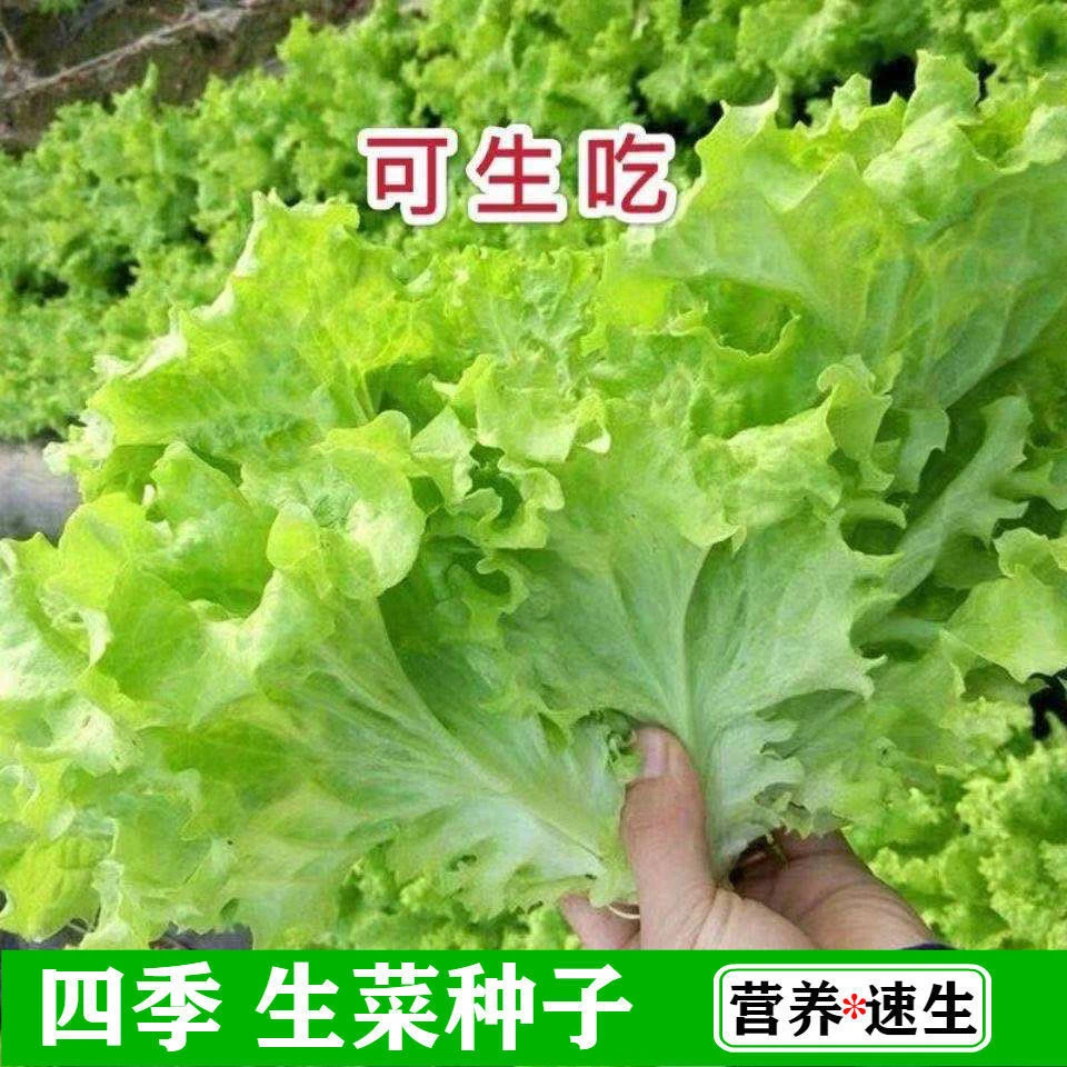 【不发芽包赔】四季奶油生菜种子可生吃阳台盆栽夏季耐热蔬菜种