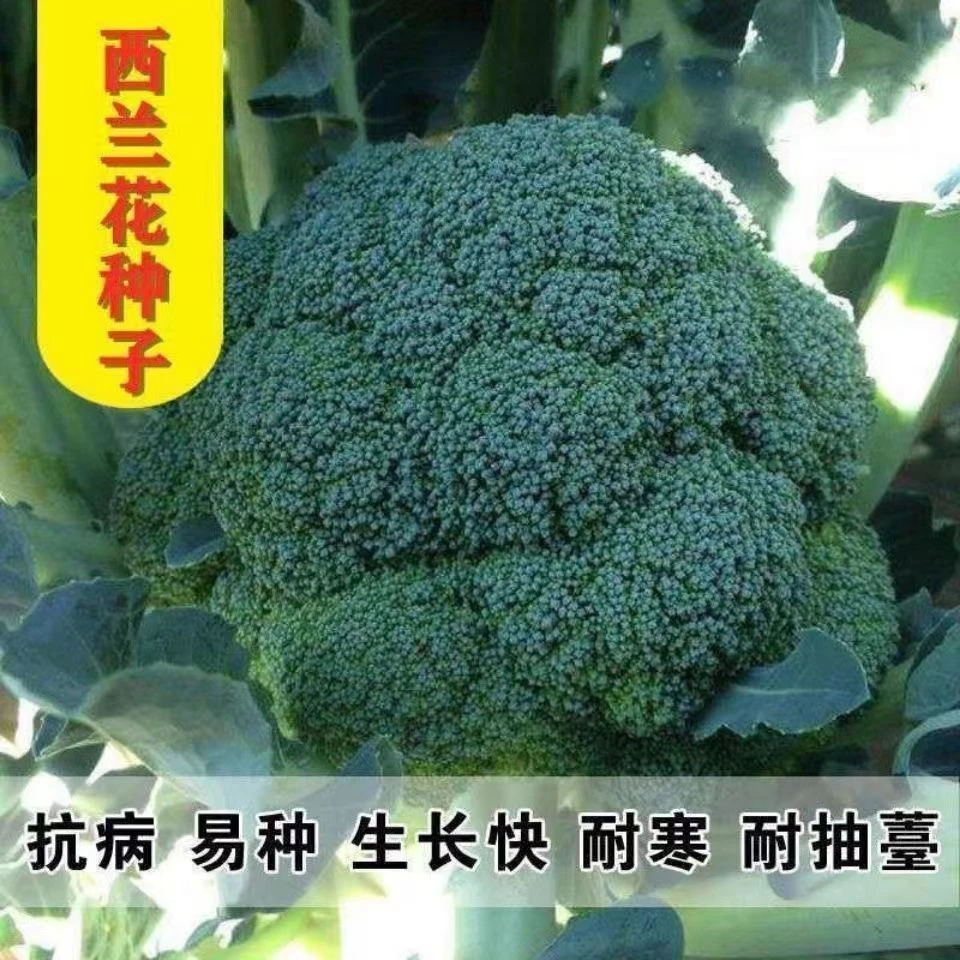 【新品推荐】西兰花种子四季高产盆栽花椰菜种子蔬菜种子大全种子