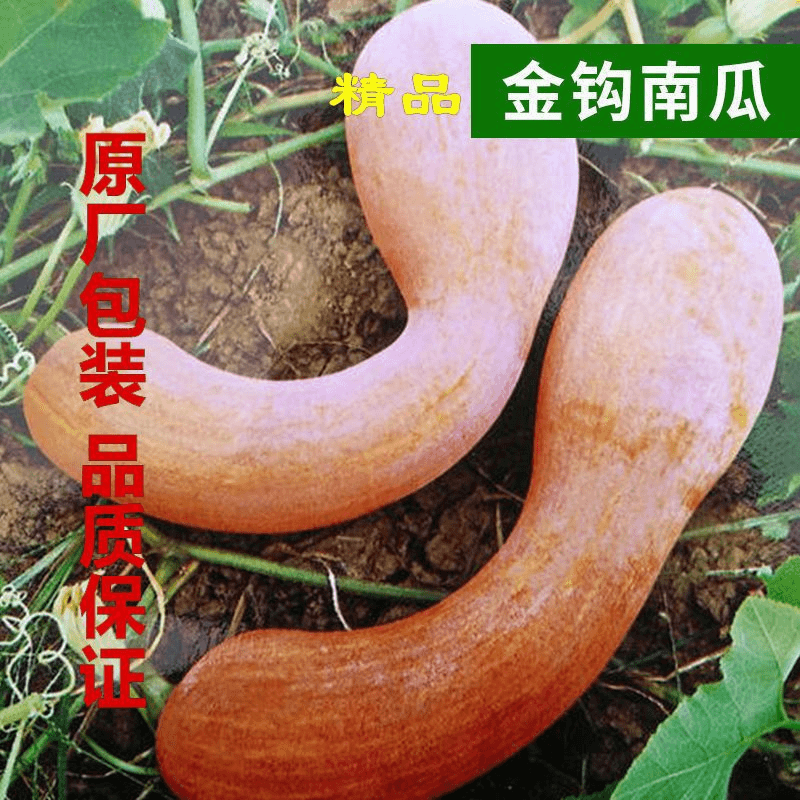 【不出包赔】金钩南瓜种子南瓜甜香糯干面庭院阳台春秋播种盆栽蔬菜