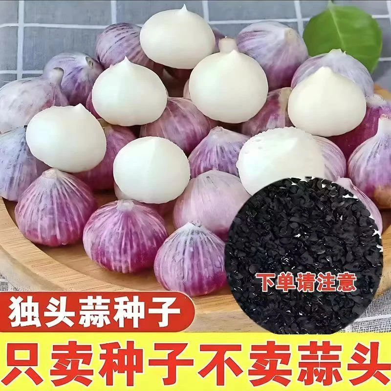 紫皮大头独蒜种子农家自种正宗独头蒜川蒜独瓣蒜种植用大蒜种高产