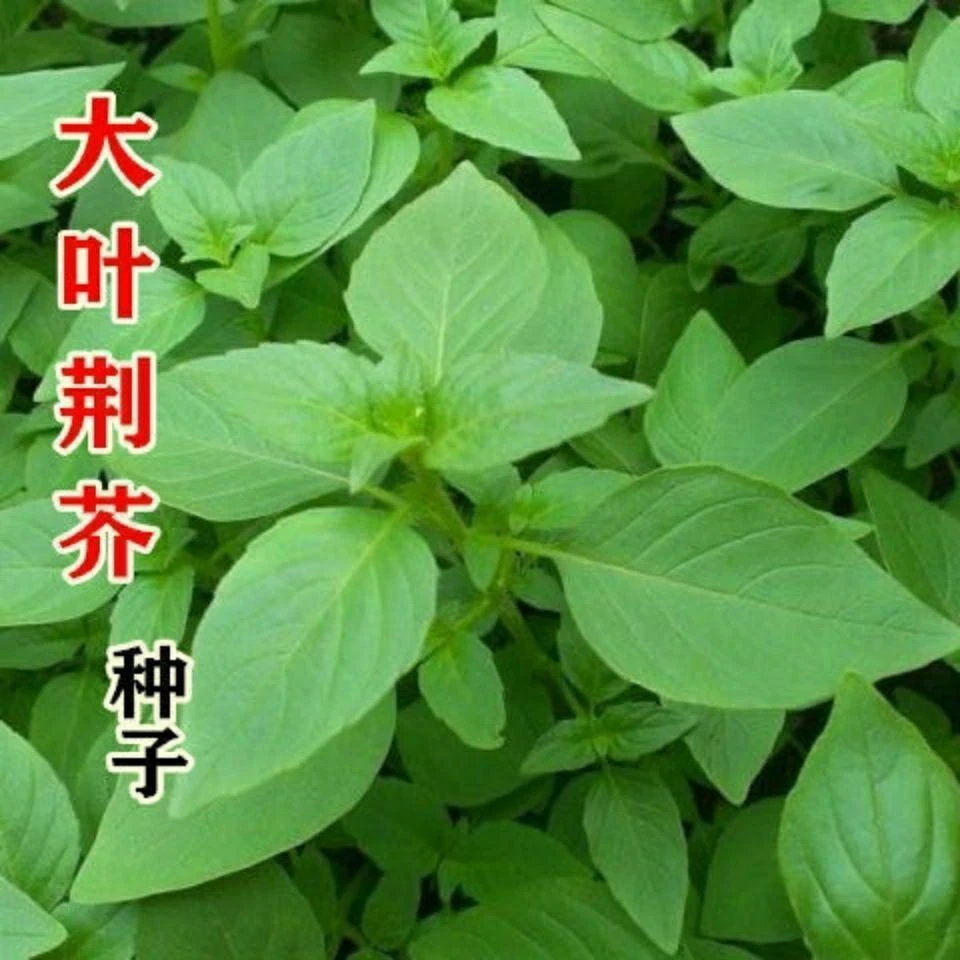 【新品推荐】河南大叶荆芥种子苗孑四季小青菜蔬菜荆芥籽种盆种子