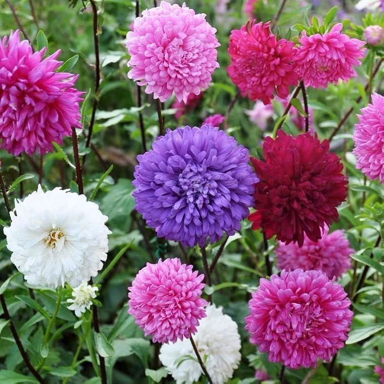 四季可播重瓣矮杆翠菊花种子植物室内外庭院花种园林