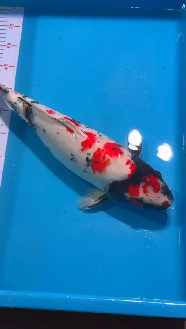 【闪购商品】锦鲤鲤科类不分公母45昭和