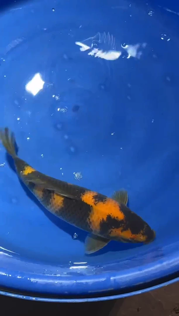 【闪购商品】锦鲤鲤科类不分公母40+黄写