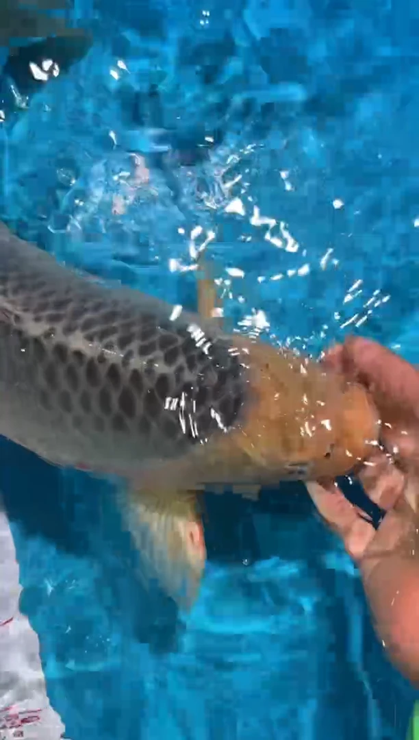 【闪购商品】锦鲤鲤科类不分公母45/46浅黄