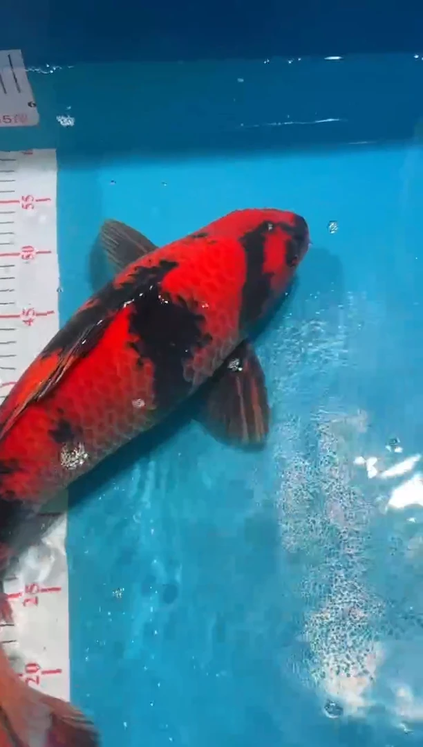 【闪购商品】锦鲤鲤科类不分公母47菲写