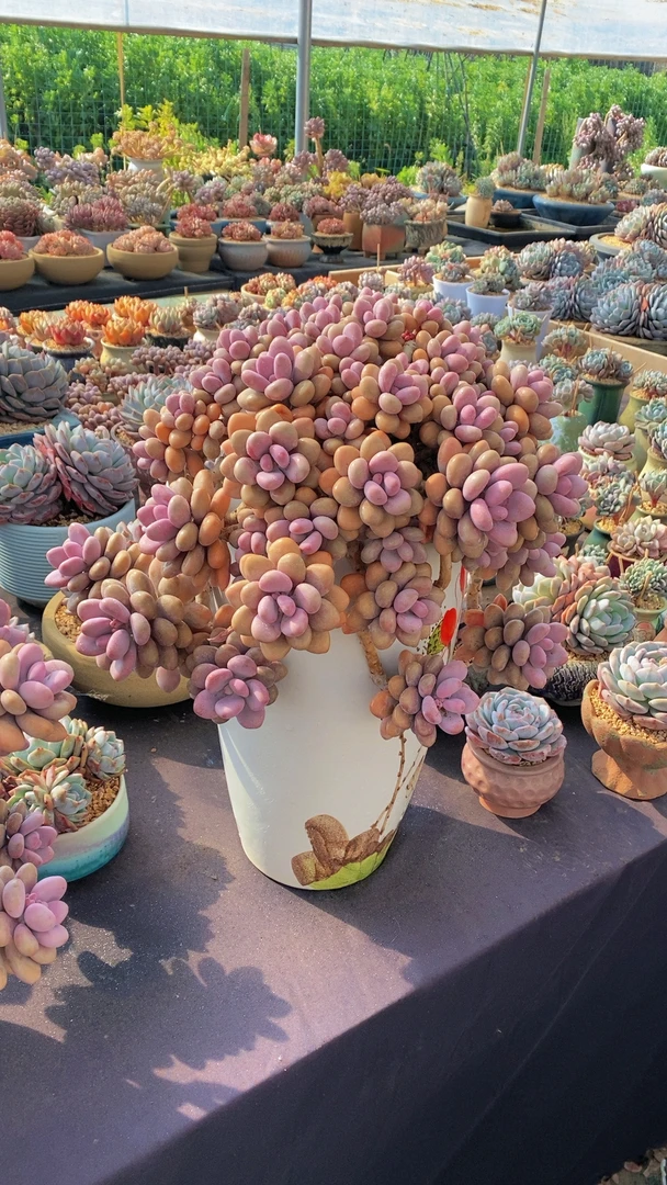 多肉植物一物一拍