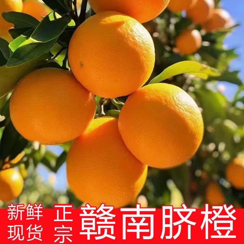 正宗江西赣南脐橙新鲜现摘现发大果应季水果果园直发孕妇手剥橙子