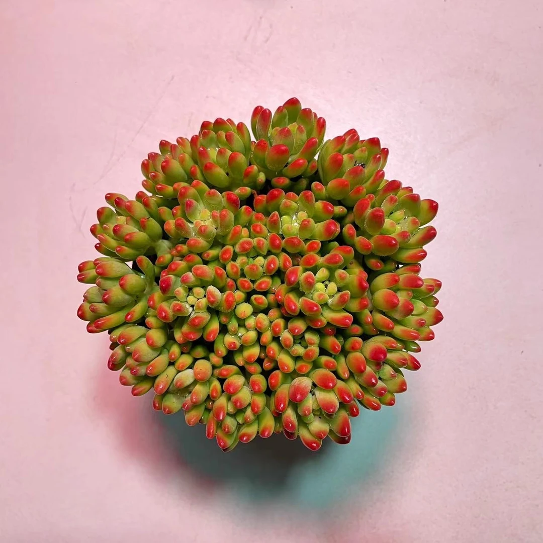 香味大春萌多肉植物买一送一【满18包邮】
