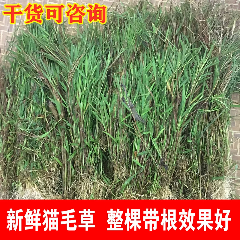 猫毛草现采新鲜金丝草潮汕草药黄毛草笔仔草天然搭壁竹鲜品发货