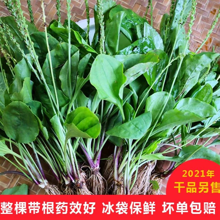 深山新鲜车前草纯天然正宗车前草整颗带根车前子车轮菜车轱辘菜