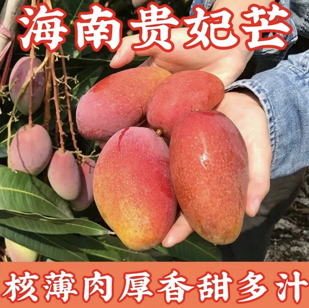 【催熟食用】海南贵妃芒果2/5/10斤树上熟当季新鲜水果农家种广西发