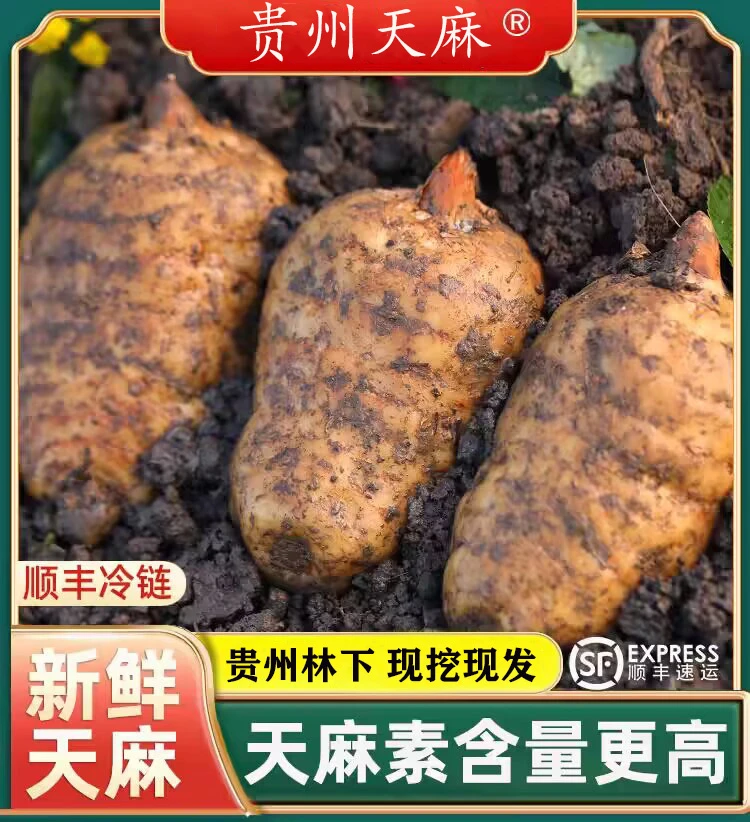 【有机食品认证】正宗深山天麻  现挖现发带泥发货 糯香甜效果更好