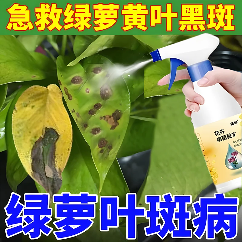 绿萝叶斑病专用肥黑斑炭疽黄叶灰霉锈病根腐病多菌灵除菌剂营养液