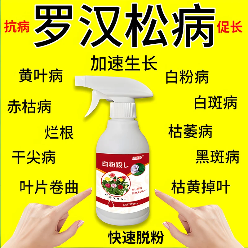 罗汉松白粉病专用营养液叶子白絮黄叶干枯叶斑黑霉盆栽除菌剂肥料