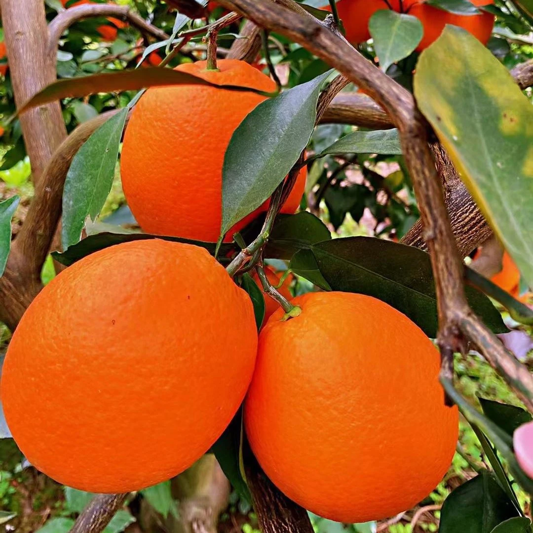 奉节长虹纽荷尔新鲜水果橙子天然水果现摘现发中大果