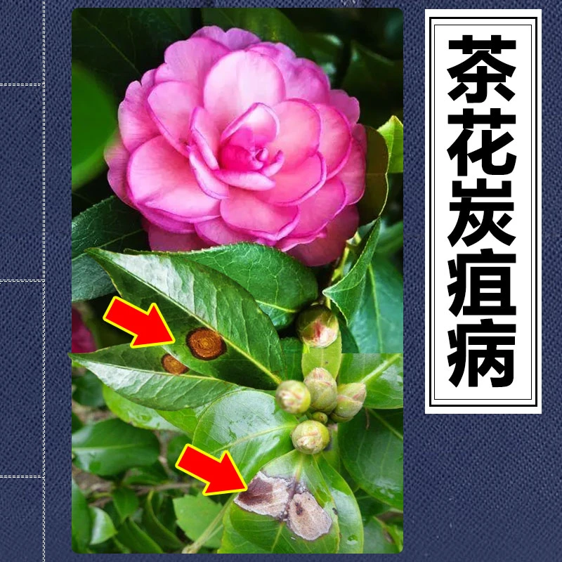 山茶花炭疽病专用杀菌剂咪鲜胺防治桂花君子兰叶子发黄平安树干尖