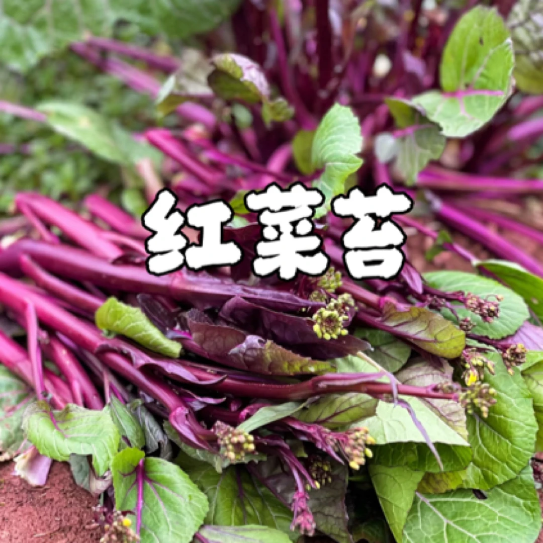【阿斌家-农家红菜苔】湖南湘西农产品红菜苔