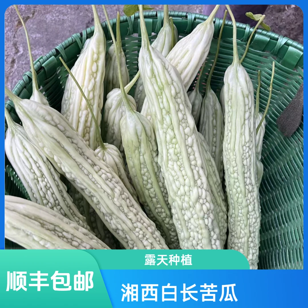 【苦瓜】湖南本地苦瓜 湘西本地农家露天种植白苦瓜  当季蔬菜