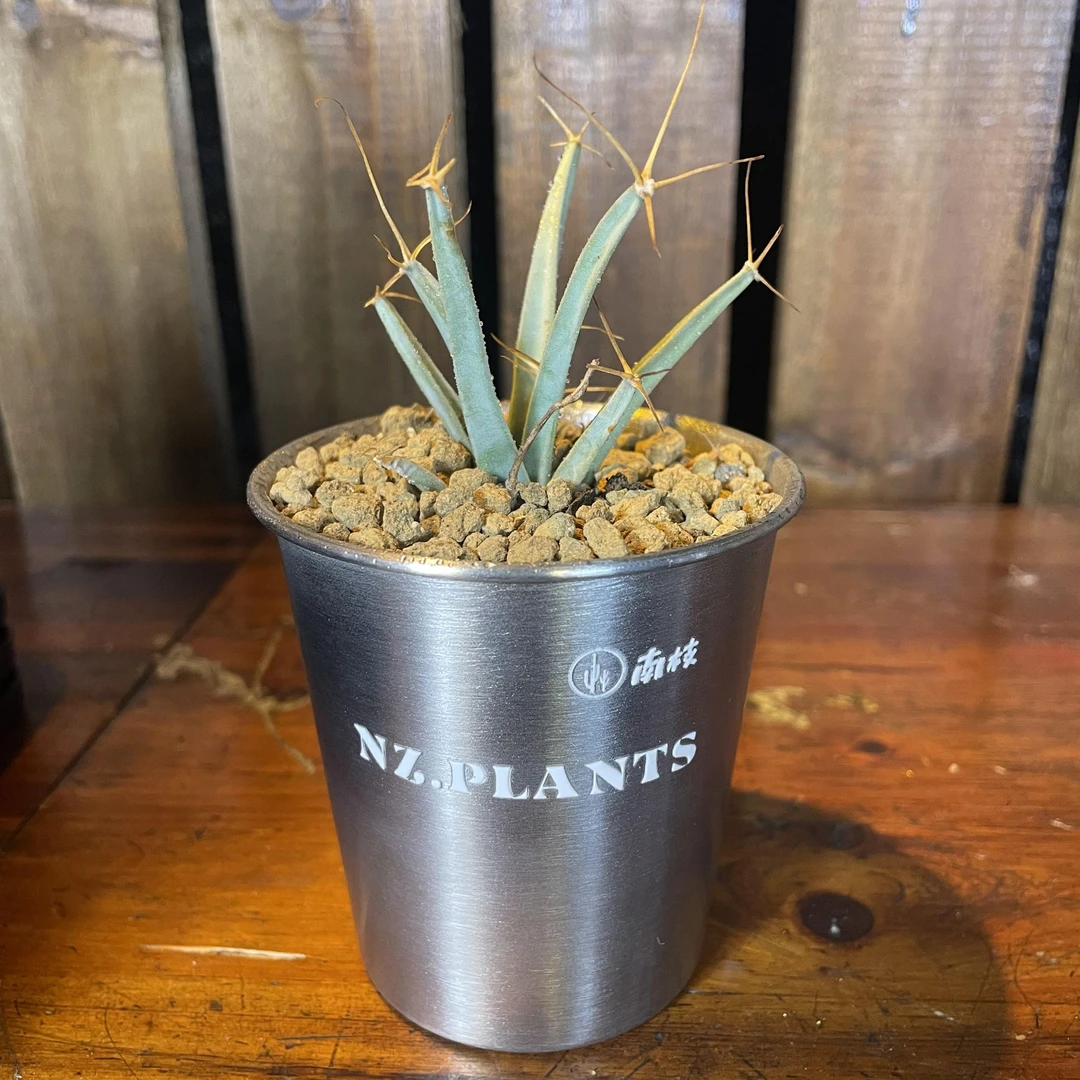 【NZ.PLANTS 光山】四大名球之一 。新品 — 不锈钢透水孔盆8cm—