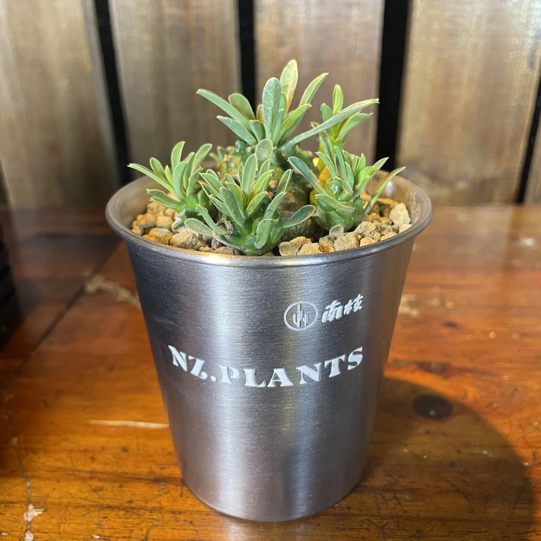 【NZ.PLANTS 峨眉山】新品 — 不锈钢透水孔盆8cm—