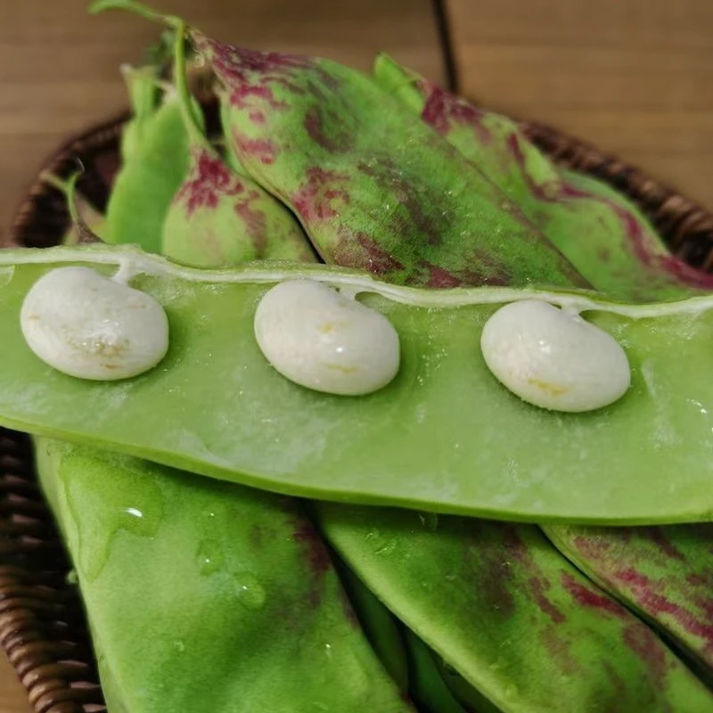 云南露天种植新鲜东北油豆一点红油豆角现摘蔬菜面豆角