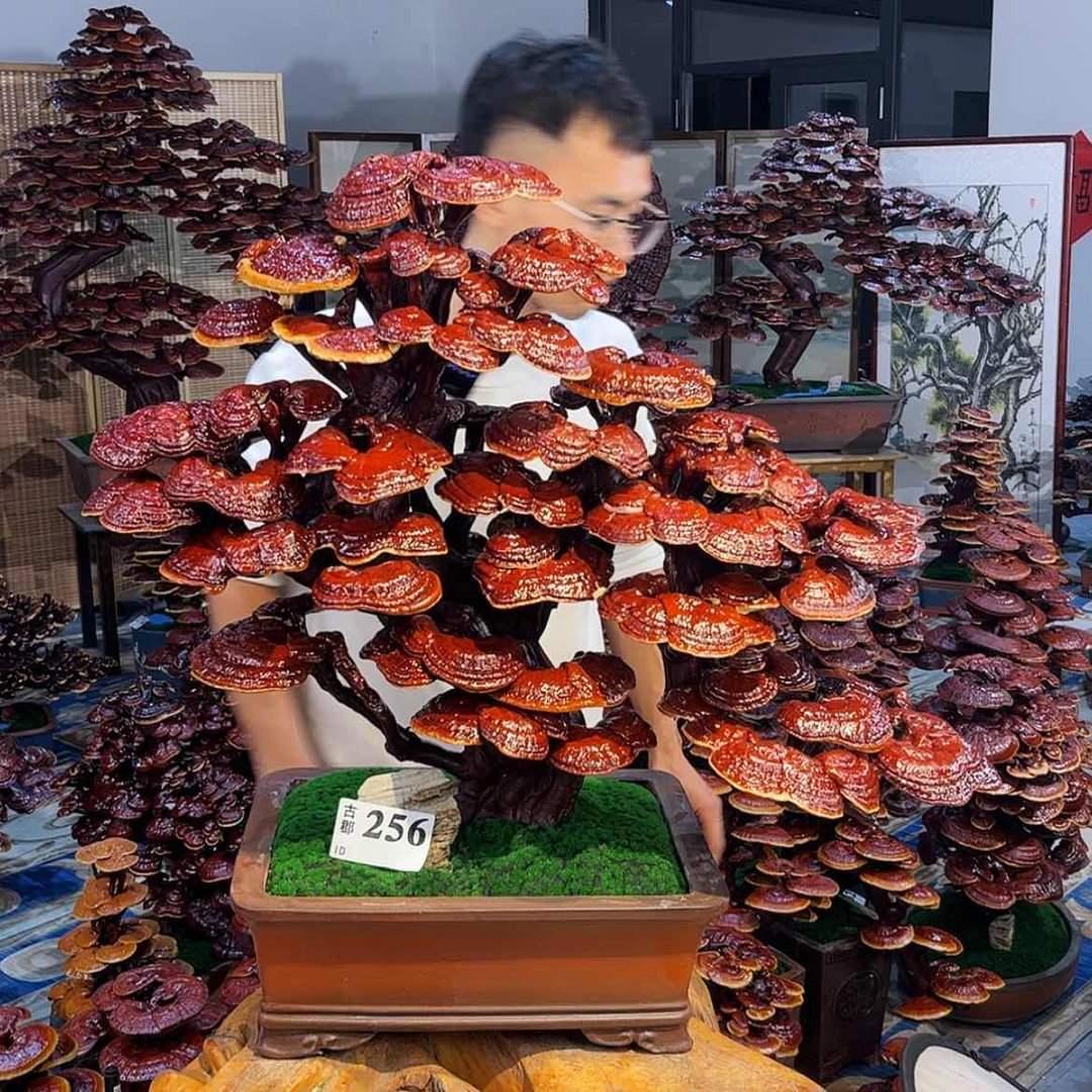【闪购商品】8998698699899