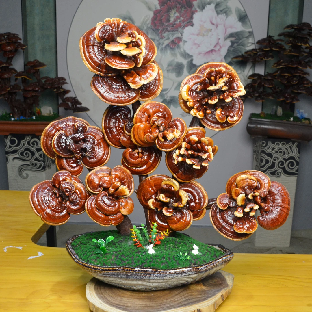 灵芝盆景一物一拍自带祥瑞之气适合南北方家庭摆放手工纯天然灵芝