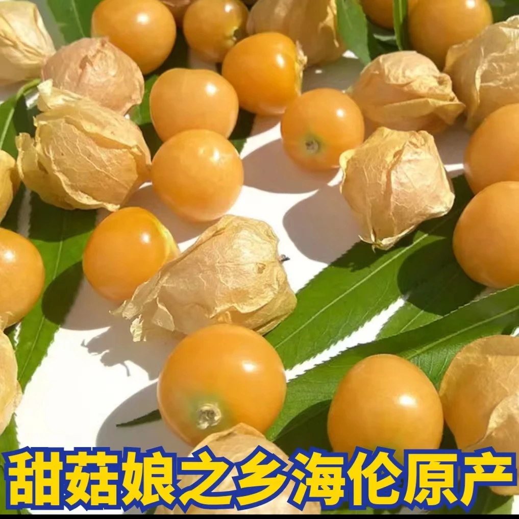 小果东北菇娘之乡海伦市姑娘果水果灯笼果黄金豆新鲜采摘中通快递