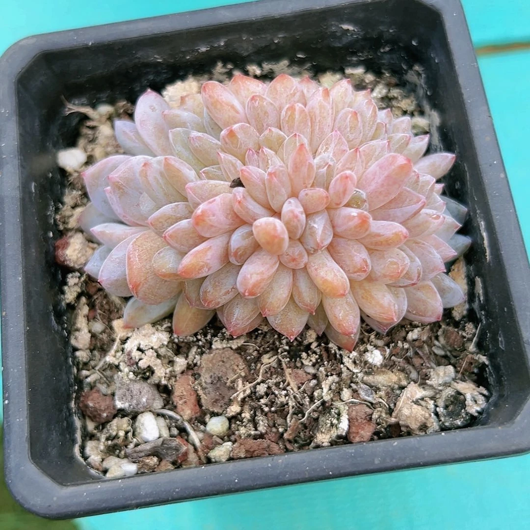 星星橙缀111111111111