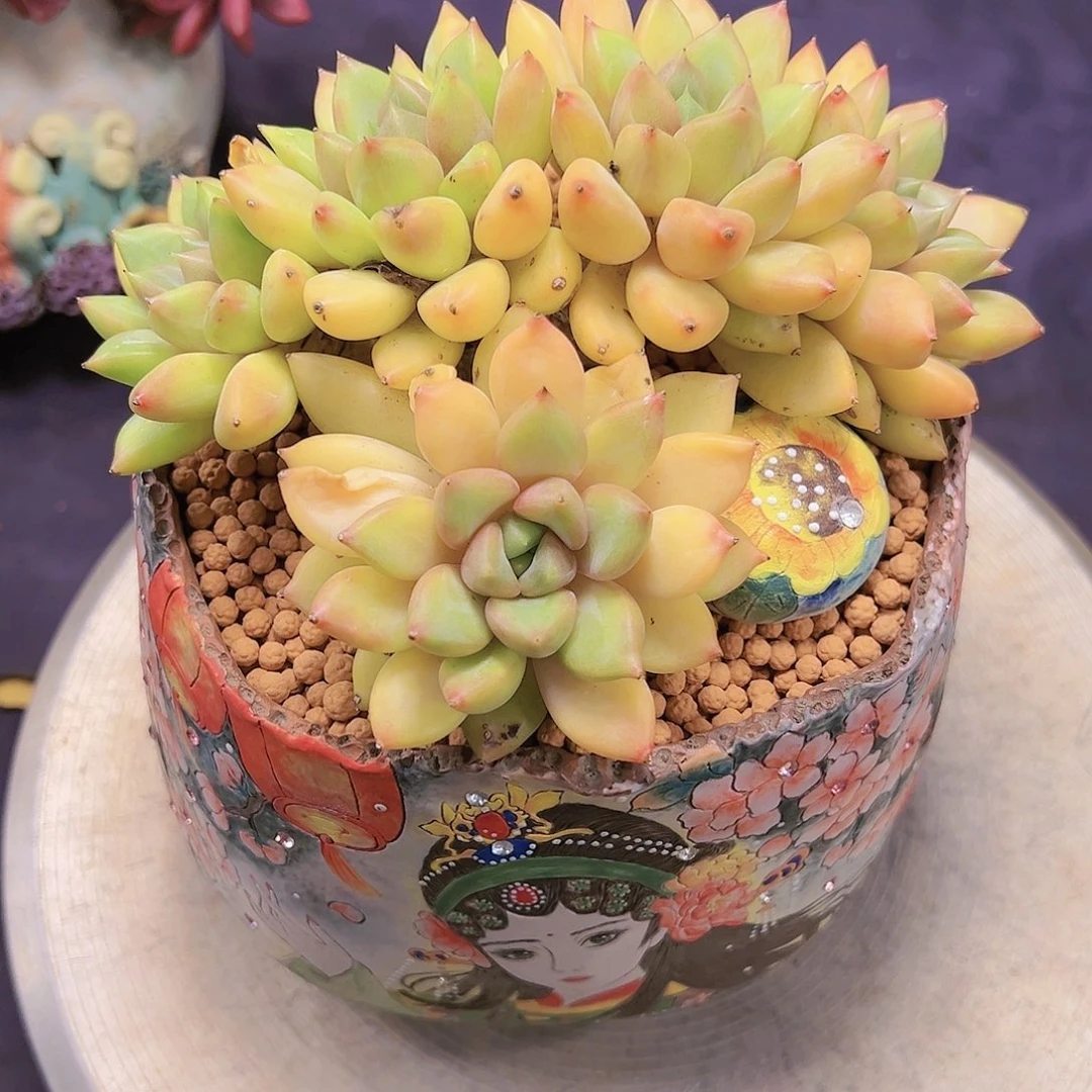 象牙缀送颗单头橙子