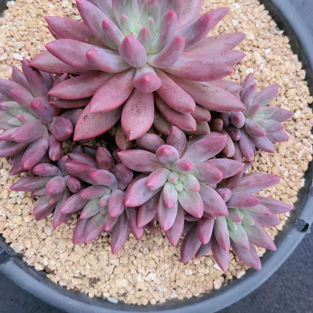 十*?红蜻蜓红蜻蜓红蜻蜓