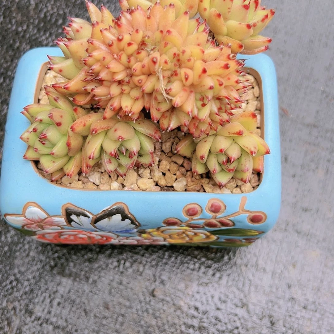 不知道什么缀化带盆