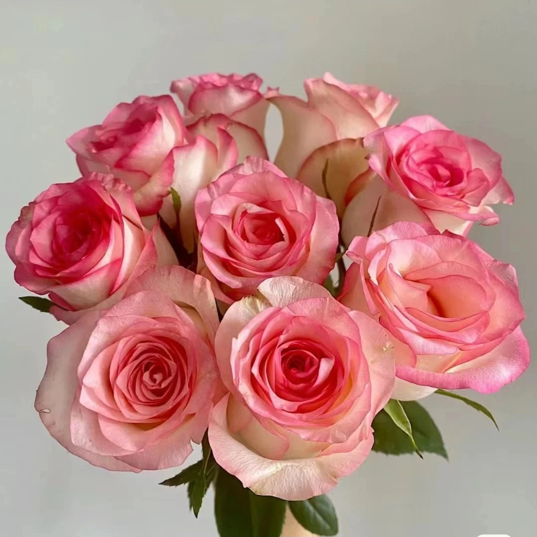 180盆【艾莎玫瑰】老桩月季盆栽四季开花白底粉边庭院阳台盆栽花