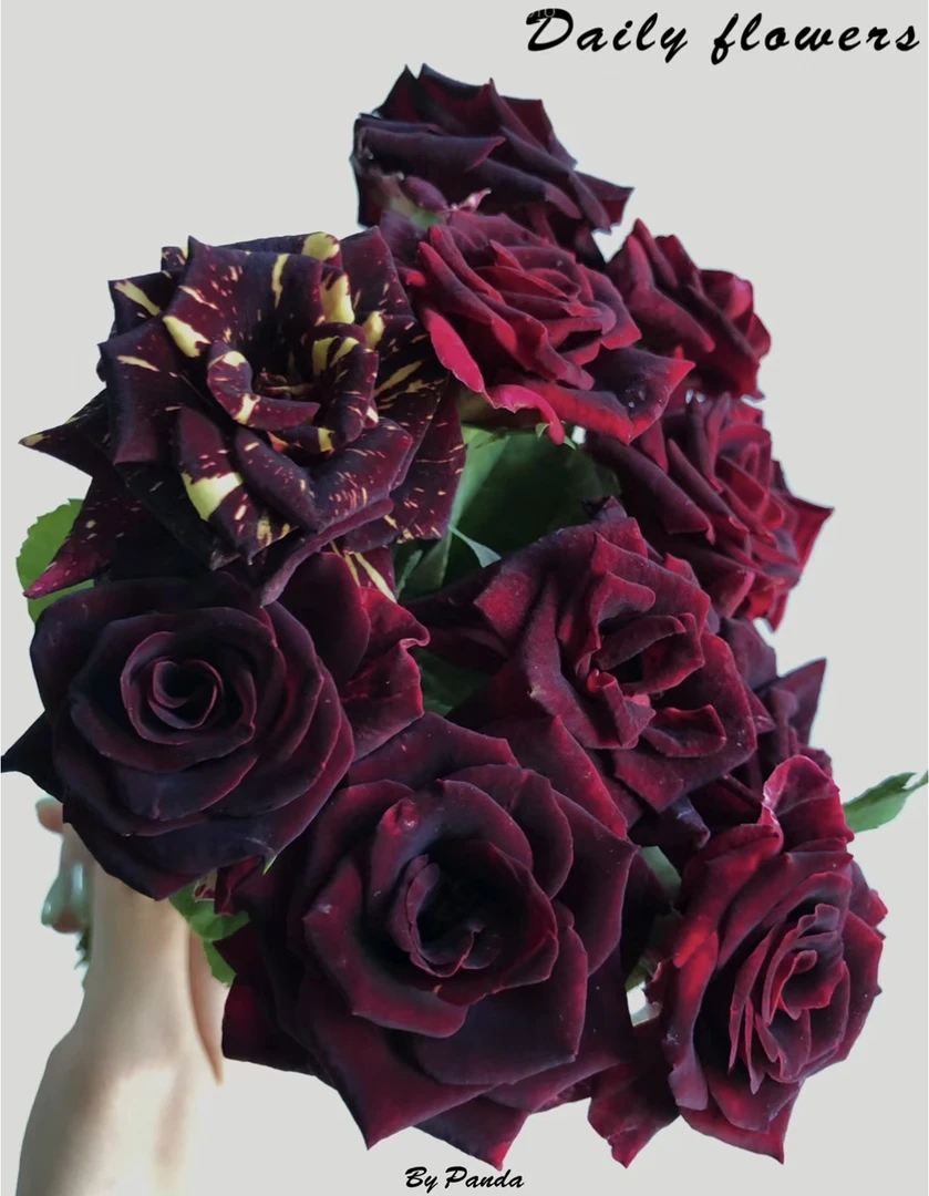 180盆【紫罗兰】云南月季玫瑰带花苞发货盆栽阳台